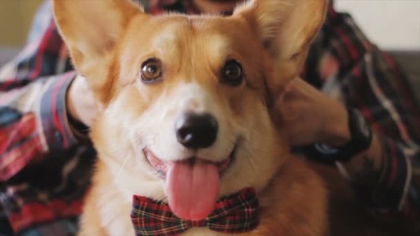 funny corgi dog having good time on bedroom - Video, Çekim
