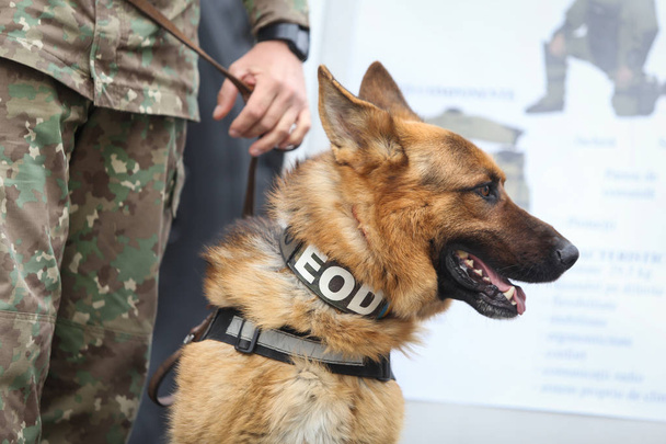 Pastor alemão cão do exército treinado para detectar explosivos, juntos
  - Foto, Imagem