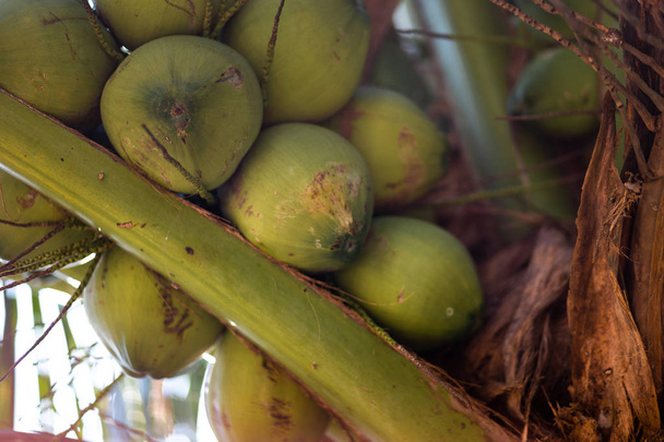 Green young coconuts on a coconut tree - Ko Chang, Thailand, April 2018 - Valokuva, kuva