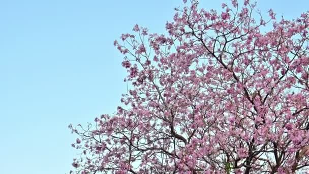 4K Sakura Tailândia ou Prunus Cesacoides no céu azul
 - Filmagem, Vídeo