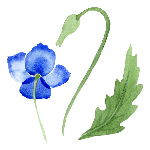Kék mák virág botanikai virágok. Vad tavaszi levél vadvirág elszigetelt. Akvarell háttér illusztráció készlet. Akvarell rajz divat aquarelle. Elszigetelt Pipacsok ábra elem. - Fotó, kép