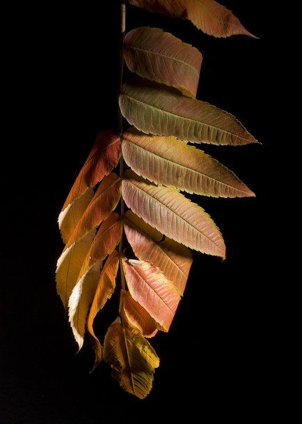 Leaf - 写真・画像