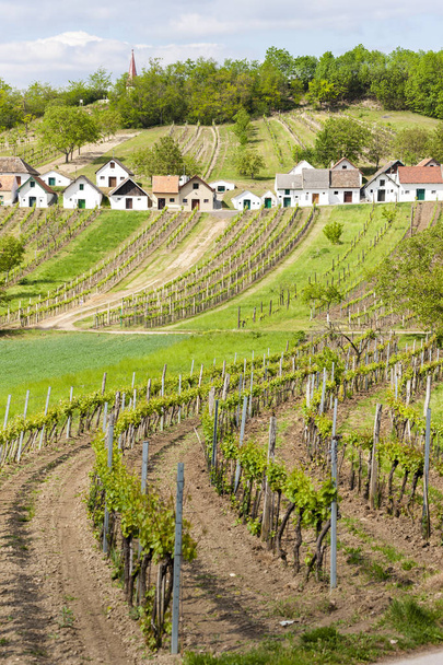 wine cellars with vineyards, Galgenberg, Lower Austria, Austria - Photo, Image
