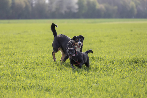 Appenzeller Mountain dog run with a Labrador mix puppy outdoors - Foto, imagen