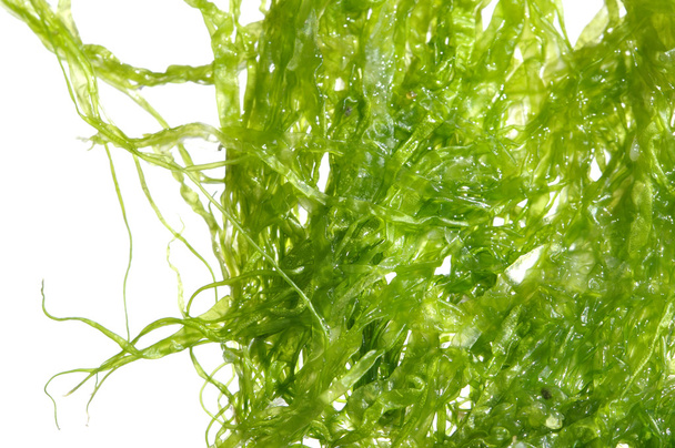 Green marine algae - Photo, Image