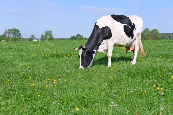 Kráva na letní pastvině - Fotografie, Obrázek