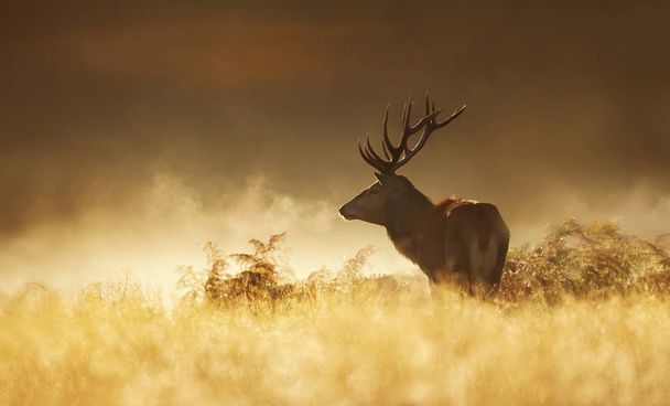 Ciervo rojo al amanecer en una mañana nublada de otoño
 - Foto, imagen