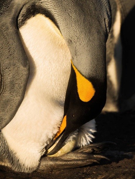 Pingüino rey con un huevo en los pies esperando a que eclosionen
 - Foto, imagen