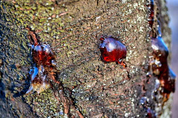 solid resin frozen sticky juice on the bark of a tree trunk - Photo, Image
