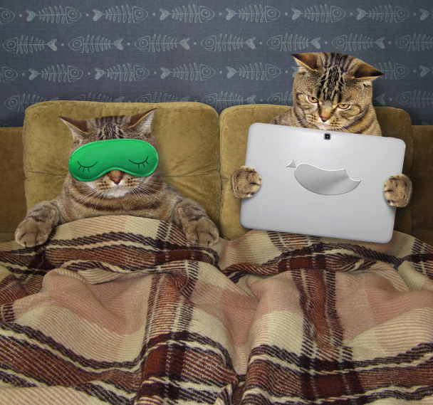 Cats are in bed 2 - Foto, Imagem