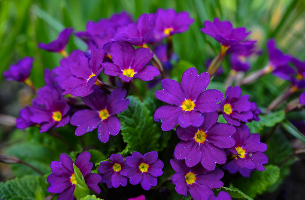 Photo of a Purple Primrose  - Foto, imagen