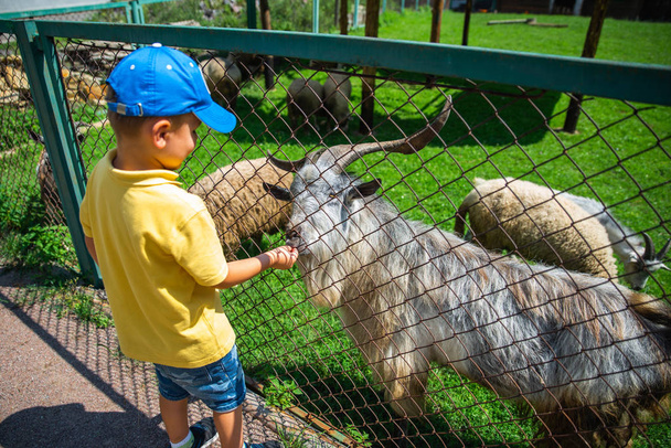 little boy feeding goats in contact zoo - Foto, Imagen