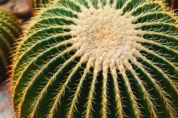 Cactus da primo piano
 - Foto, immagini