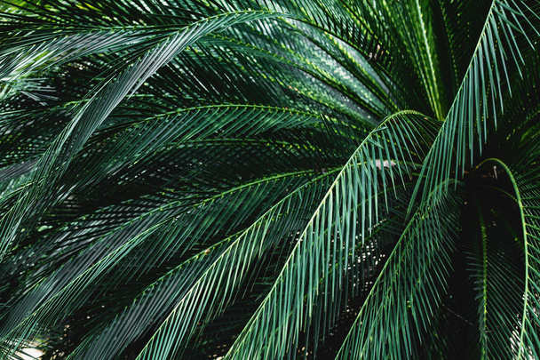 palm leaves - 写真・画像
