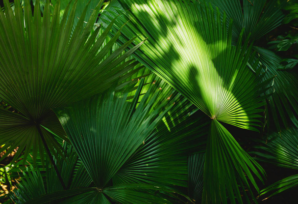 palm leaves - Foto, afbeelding