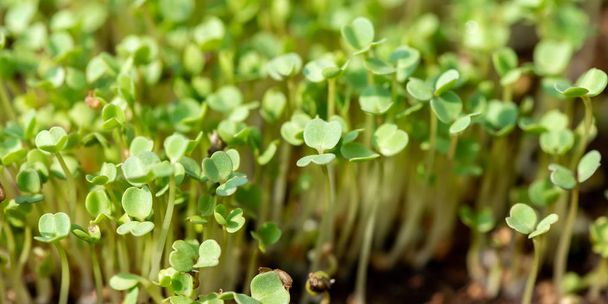 Microgreen sprouts raw sprouts - Foto, Imagem