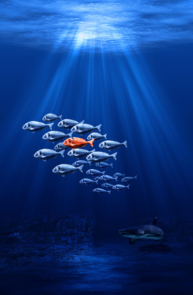 Індивідуальні риби
 - Фото, зображення