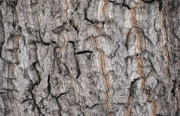 The bark of an old tree. Larch bark. - Foto, imagen