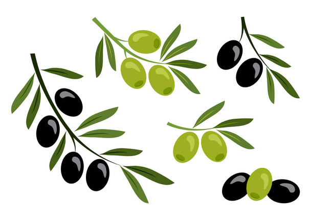 Set of black and green olives. Vector illustration - ベクター画像