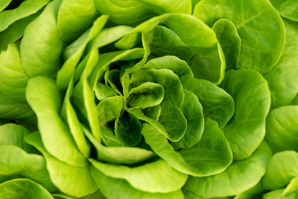Кукурузный салат, зеленый салат листья фона
 - Фото, изображение