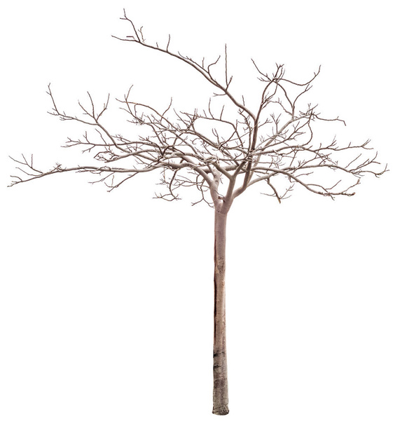 suche drzewo bez liści na białym tle - Zdjęcie, obraz
