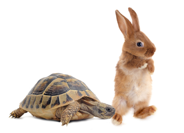 Tortuga y conejo
 - Foto, Imagen