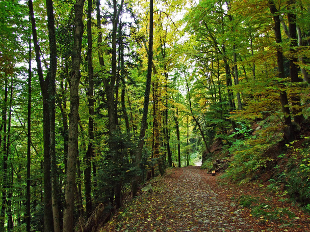 Início do outono em florestas decíduas nas encostas da cordilheira Alpstein e no vale do Reno Cantão de St. Gallen, Suíça
 - Foto, Imagem