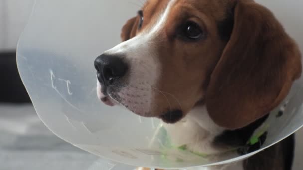 pies Beagle w kołnierzu ochronnym, chory - Materiał filmowy, wideo