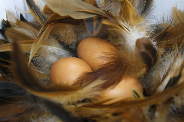 великодні яйця на білому тлі
 - Фото, зображення