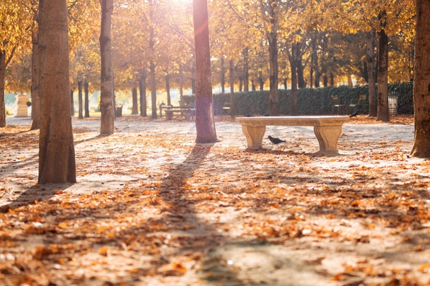 Autumn in Paris. Garden Tuileries. Scenic view of the autumn park with fallen leaves - Photo, Image