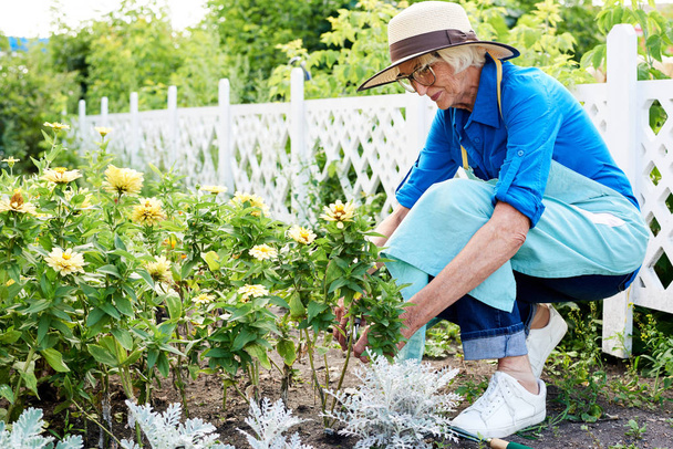 横表示陽気な先輩女性が庭に花を植え、コピースペース - 写真・画像