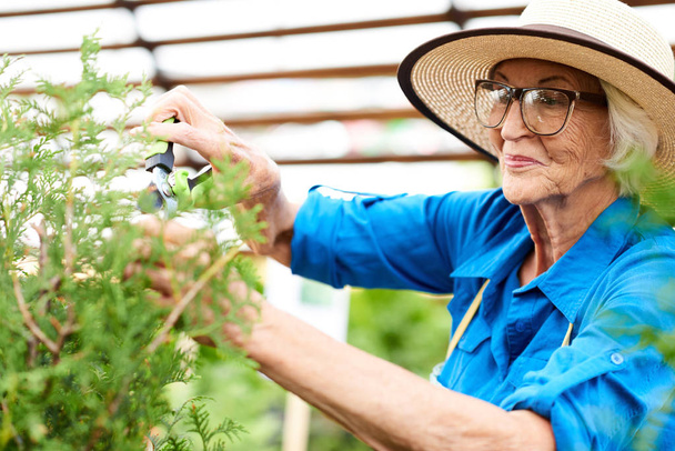 Retrato de la cintura hacia arriba de la mujer mayor sonriente cortando arbustos en el jardín, espacio de copia
 - Foto, Imagen