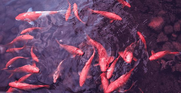 bright red Koi fishes swim in an open pond, red, white and orange fish in open water - 写真・画像