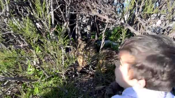 Niedliches Kleinkind winkt einer Katze zu, die sich im Busch versteckt - Filmmaterial, Video