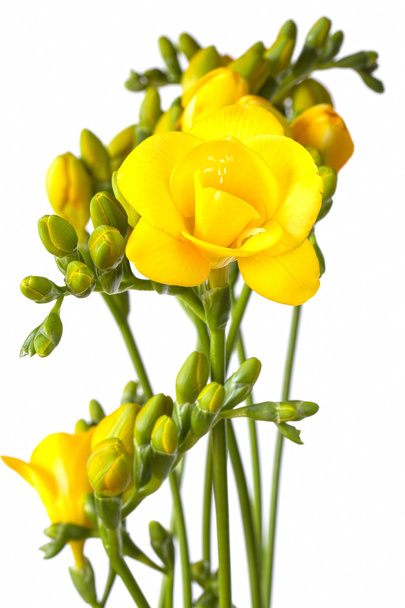 Bouquet de freesias jaunes sur fond blanc
 - Photo, image