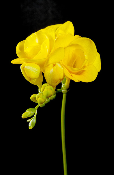 Жовта квітка фрезії на чорному тлі
 - Фото, зображення
