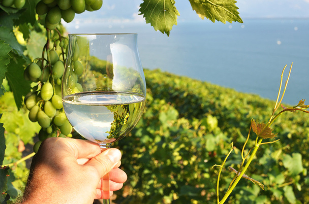 Винное стекло в руке против виноградников в регионе Лаво, Switze
 - Фото, изображение