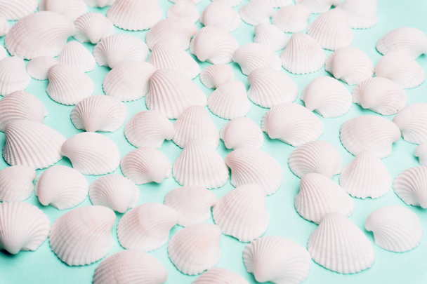 Summer composition with white seashells on the bright pastel gre - Foto, imagen