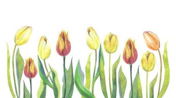 Krása plná akvarel tulipány šablona, izolovaná na bílém. Žluté, červené a oranžové tulipány izolované na bílém. - Fotografie, Obrázek