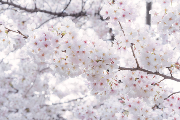 Hermosos árboles japoneses Sakura flor de cerezo durante la primavera en
  - Foto, imagen
