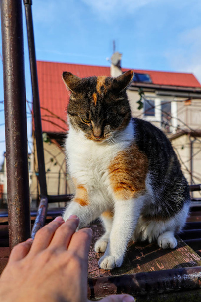 Speels kitten zittend op het rijtuig en spelen met mijn hand. Kleurrijke kat waakt zorgvuldig een menselijke hand en de voorbereiding voor de aanval. Sportieve binnenlandse kat probeert beetje menselijke hand - Foto, afbeelding