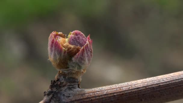 Vineyard, New growth budding out from grapevine, Bordeaux Vineyard - 映像、動画