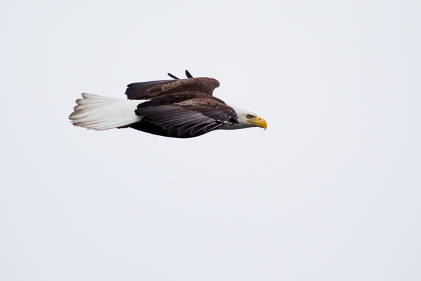 Летящий американский лысый орёл
 - Фото, изображение