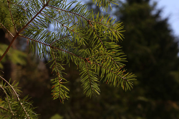 Branche de sapin dans la forêt printanière close up
 - Photo, image