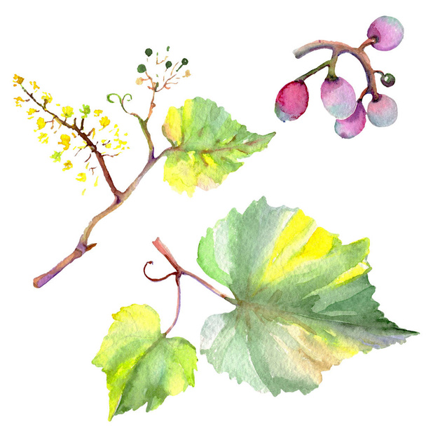 Grape berry healthy food in a watercolor style isolated. Watercolor background set. Isolated fruit illustration element. - Fotó, kép
