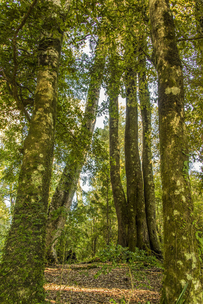 Trees in the Cerro Piedra Mesa park - Photo, Image
