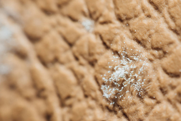 Spóry plísní, které jsou pěstovány na kůži kůže - Fotografie, Obrázek
