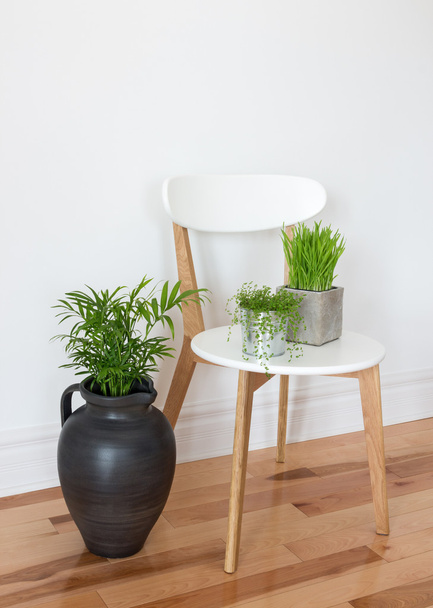 Chaise élégante avec des plantes vertes
 - Photo, image