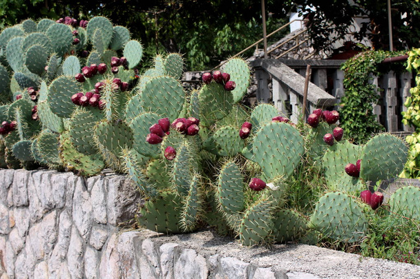 Barbary fig or Opuntia ficus-indica or Prickly pear or Indian fig opuntia or Cactus pear or Spineless cactus plants with multiple fresh brown fruits and needles planted on top of traditional stone wall in local garden on warm sunny summer day - Photo, Image