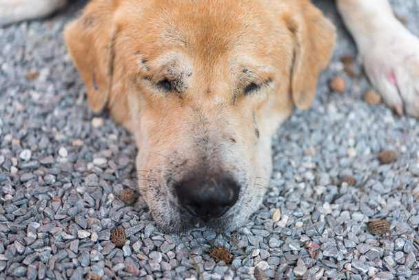 Thai barna kóbor kutya alszik magányos, és hagyja ki - Fotó, kép